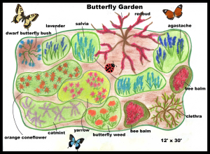 Butterfly Garden