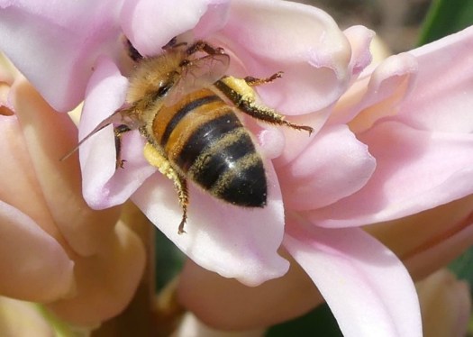 Pollen is collected from flowers and carried by the bee to the hive