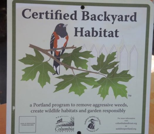 Every certified backyard habitat has a variety of plants-pollinator attracting ones and evergreens that shelter animals