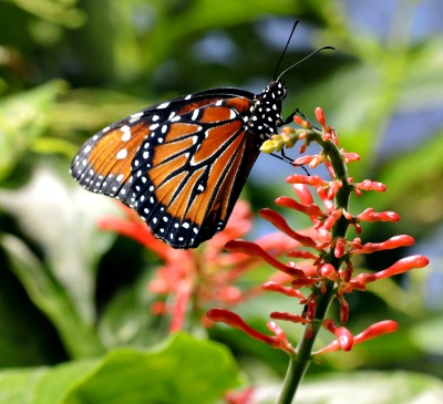 There are many more pollinators that feed on nectar that are affected