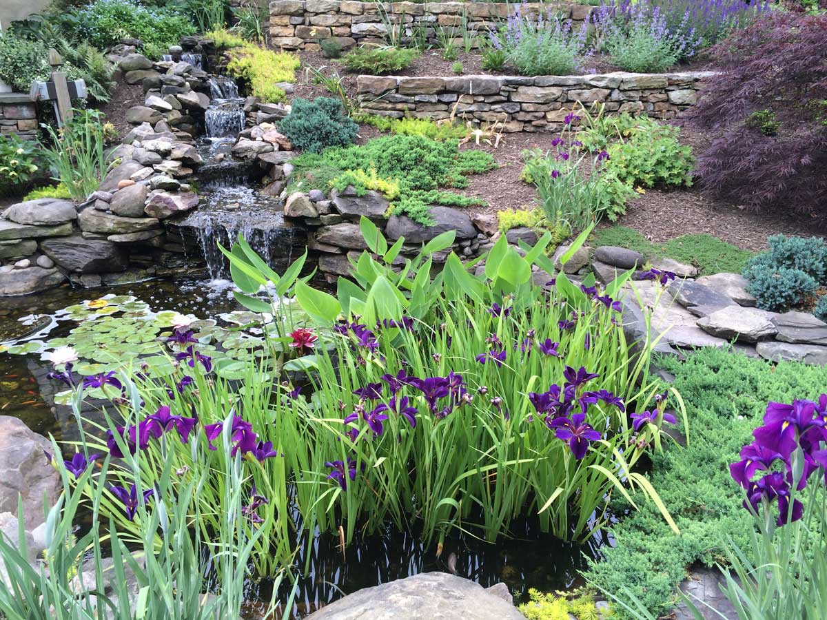 Plantings-around-a-pond