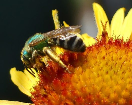We should be concerned with all bees, both native and honeybees