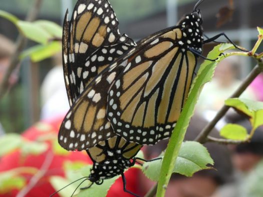 This is where it all starts. Monarchs mating